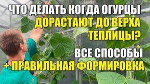 Огурцы🥒 доросли до верха теплицы - что делать? Все способы + правильная формировка