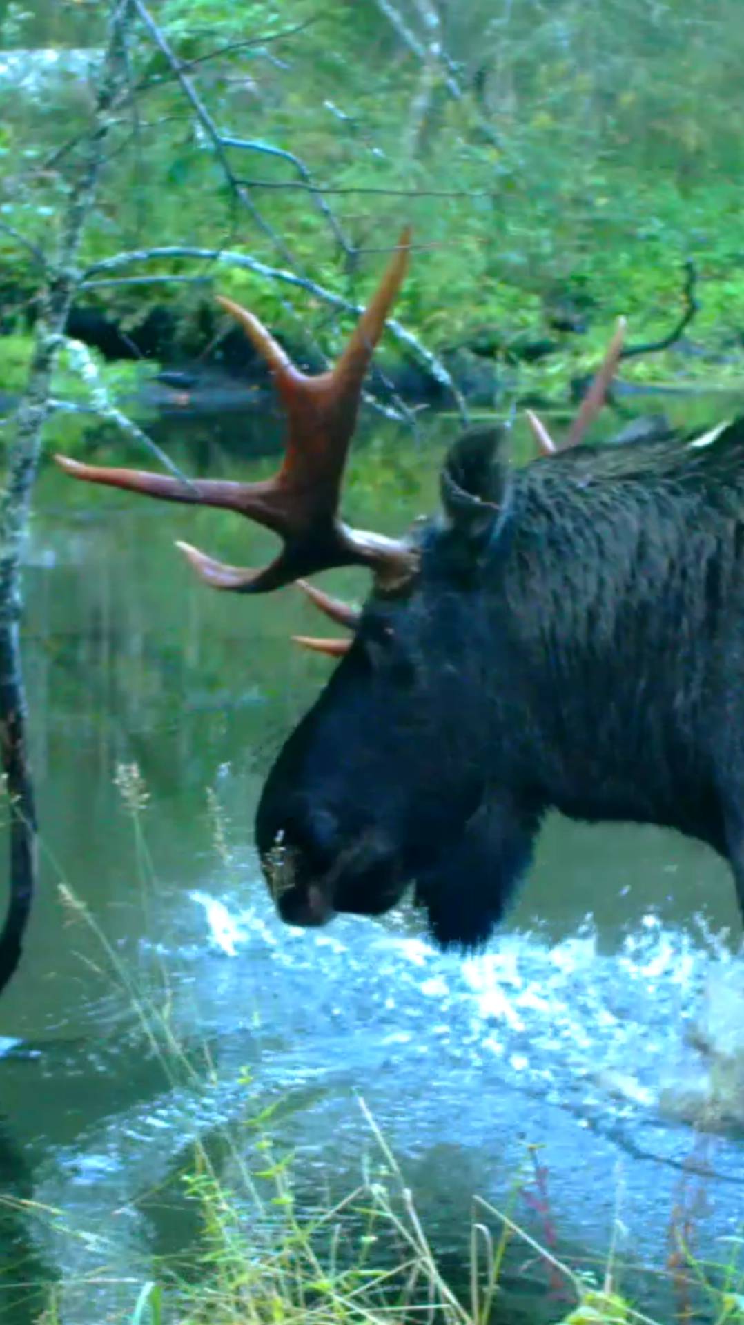 Лесной великан. смотреть онлайн