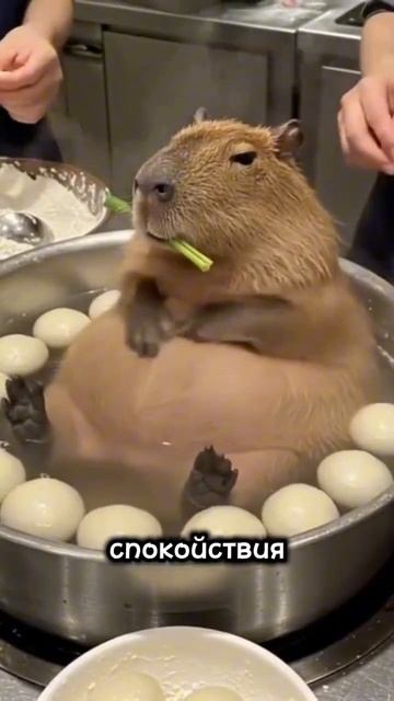 Милейшие пикабары