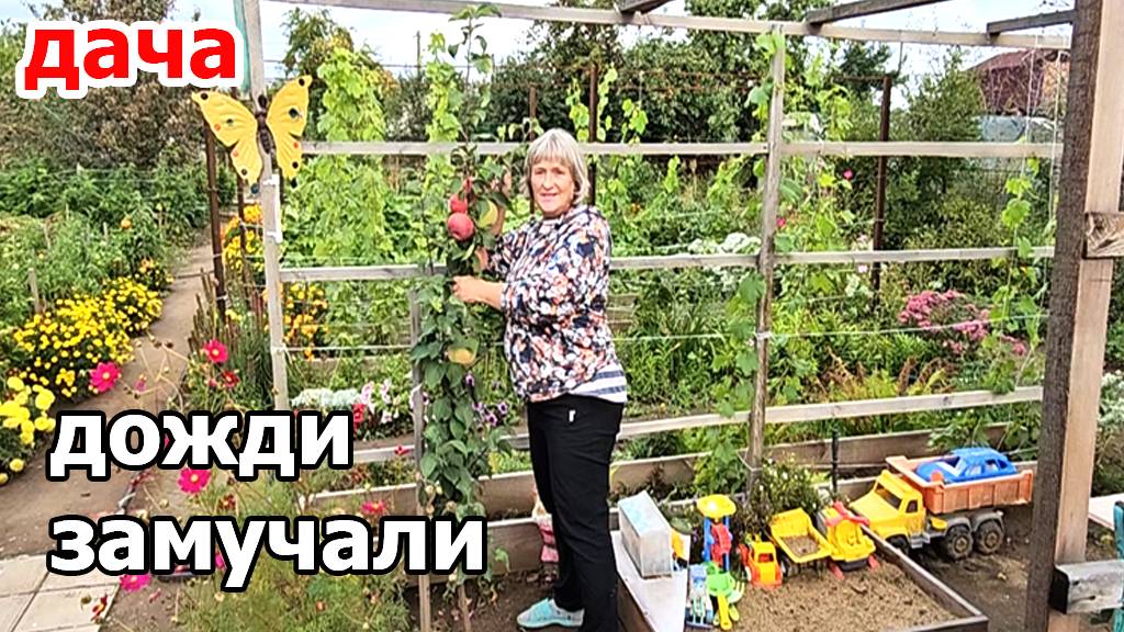 Дача.Чудесная малина Нижегородец.Дожди не дают работать смотреть онлайн