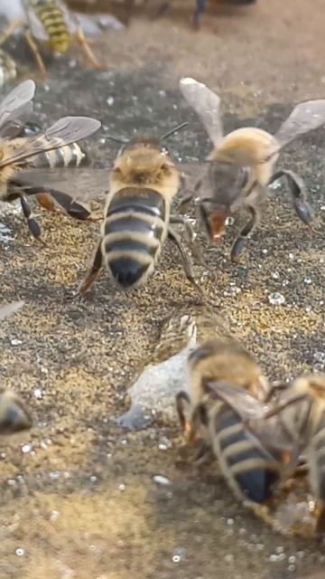 Медовое перемирие #пчёлы #пчелыимед #пчелылюбятмед #мёд #пчелыделаютмед #пчелыпротивмеда #природа