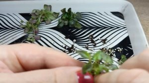 Растим фиалку-трейлер. Видео первое. Как формировать фиалку-трейлер. Как укоренять черенки и пасынки