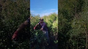 заготовка леспедиции Приморский край