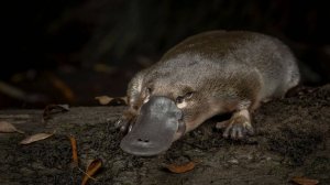 Утконос утка, бобёр и выдра в одном теле