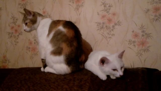 Вечер на даче с кошками смотреть онлайн