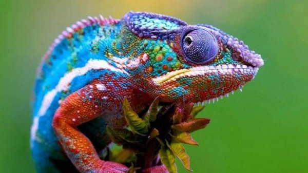 Chameleon