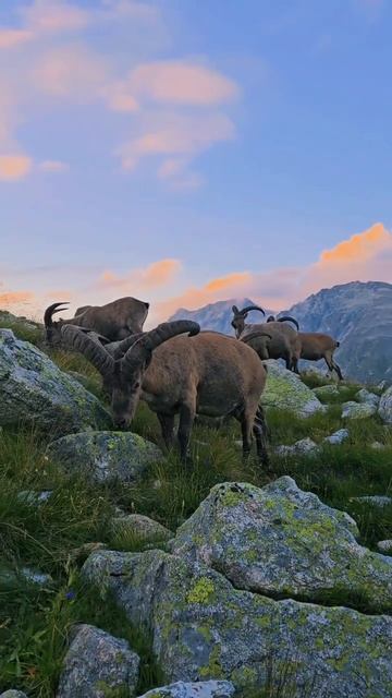 отель лета #travelvlog #atmosfera #nature #trekking #кчр #поход #life #Домбай