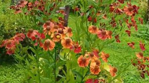 Гелениум - пышный многолетник