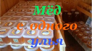 Сколько мёда даёт на северо-западе один улей