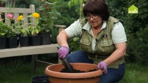 Декоративный огород в горшке. Как сделать садовую композицию своими руками