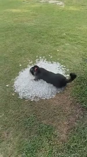 Жарко собачкам