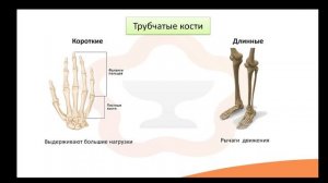 Видео-лекция №3.1 Опорно-двигательный аппарат. Костная система