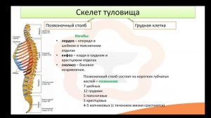 Видео-лекция №3.2 Отделы скелета