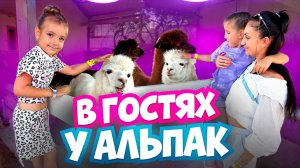 В ГОСТЯХ У АЛЬПАК 🦙