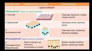 Видео-лекция  №1.1 Гистология. Эпителиальная ткань