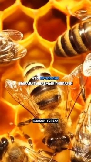 Польза мёда