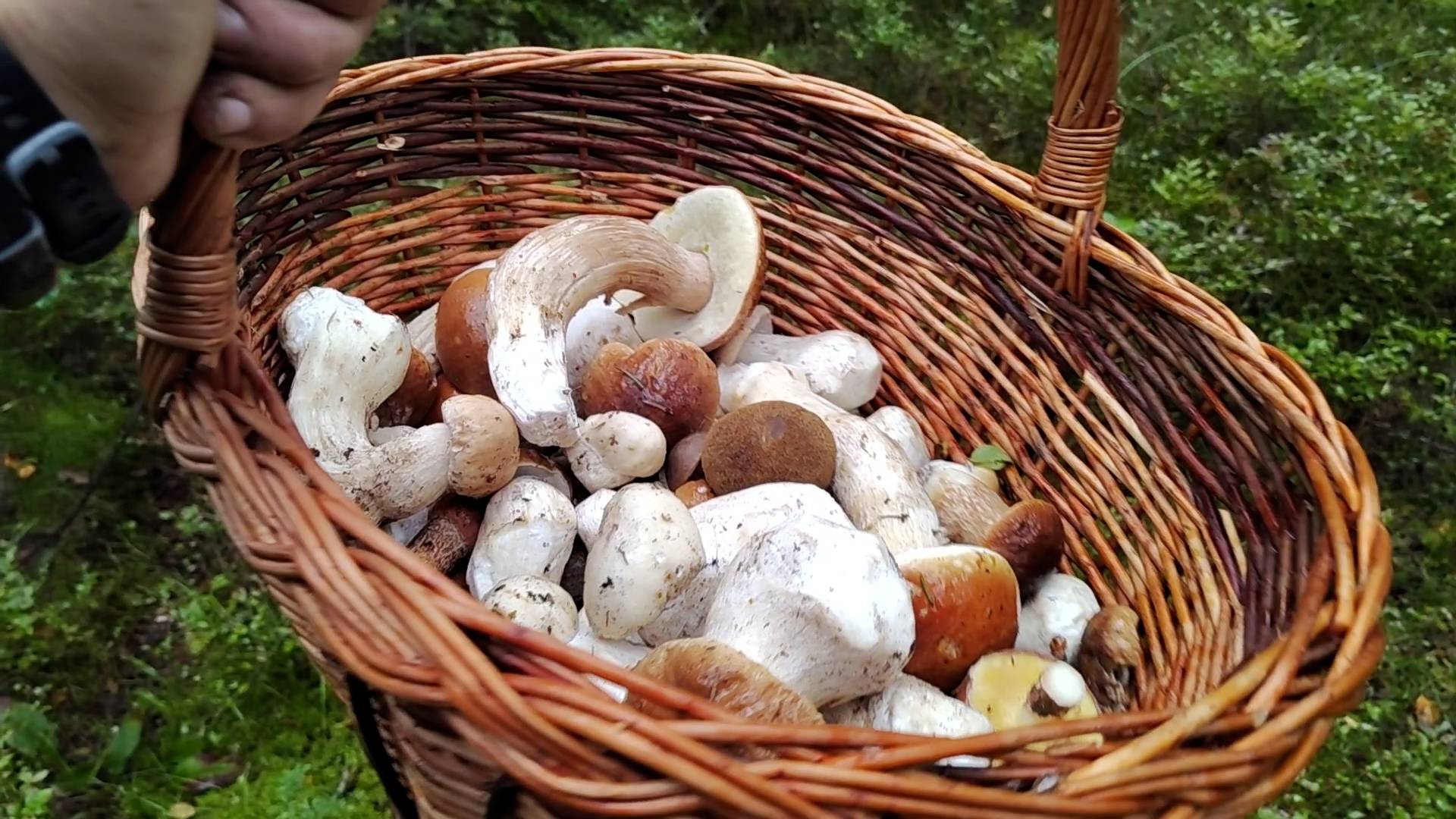 Белые грибы и подосиновики не смотря ни на что растут и радуют грибника 18.08.25 смотреть онлайн