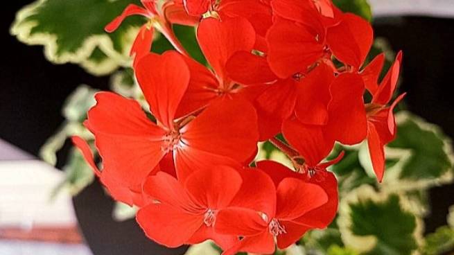 Почему моя пеларгония не цветёт, хотя я купила черенок в феврале? Советы по черенкованию смотреть онлайн
