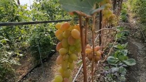 Гибридная форма Гамлет Гусева С.Э