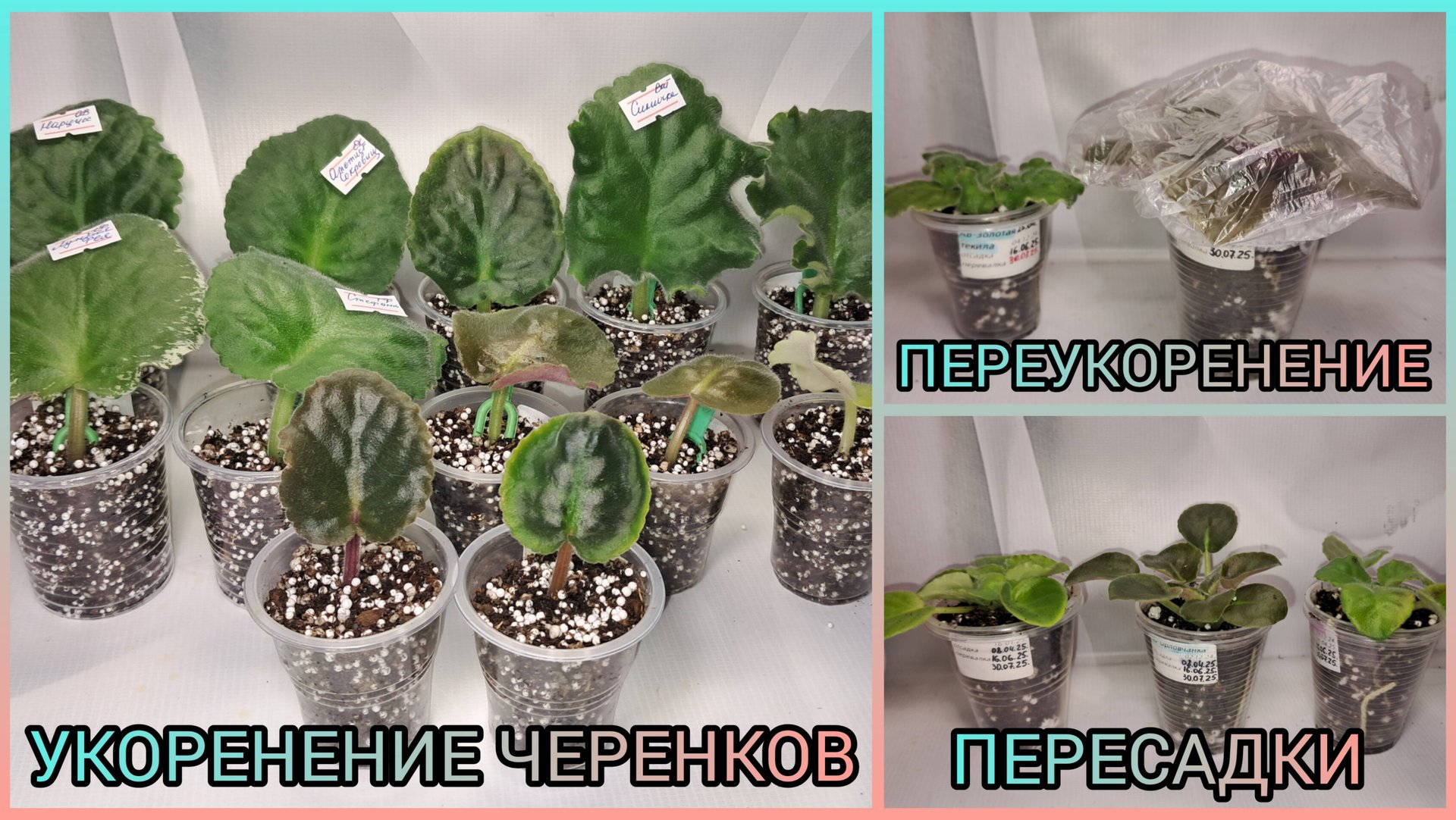 Укоренение черенков. Переукоренение фиалок. Пересадка деток. смотреть онлайн