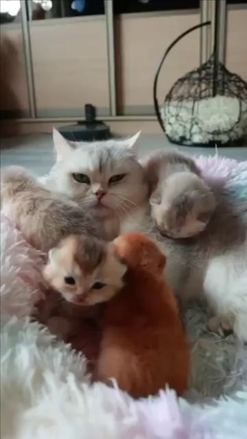 Мама кошка и ее котята смотреть онлайн