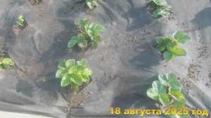 7 соток. Мой способ посадки клубничных кустов. Хроника 18 августа 2025 год