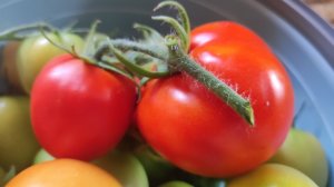 Томаты сорта Ляна - низкорослые, неприхотливые и урожайные