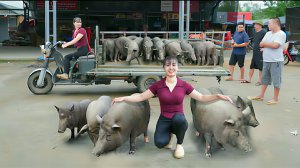 Продаю стадо свиней 600кг каждая. Жизнь во Вьетнаме