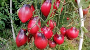 Томат Малиновые носики Сержанта Пеппера