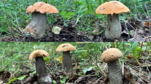 ГРИБНИК В ШОКЕ! НЕ ОЖИДАЛ,ЧТО ГРИБОВ БУДЕТ ТАК МАЛО! НАШЕЛ СУПЕР ГРИБЫ ГИГАНТЫ🍄💪🏻 ГРИБЫ 2025