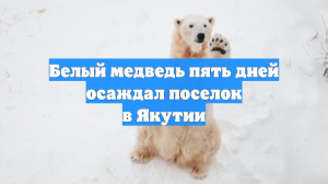 Белый медведь пять дней осаждал поселок в Якутии