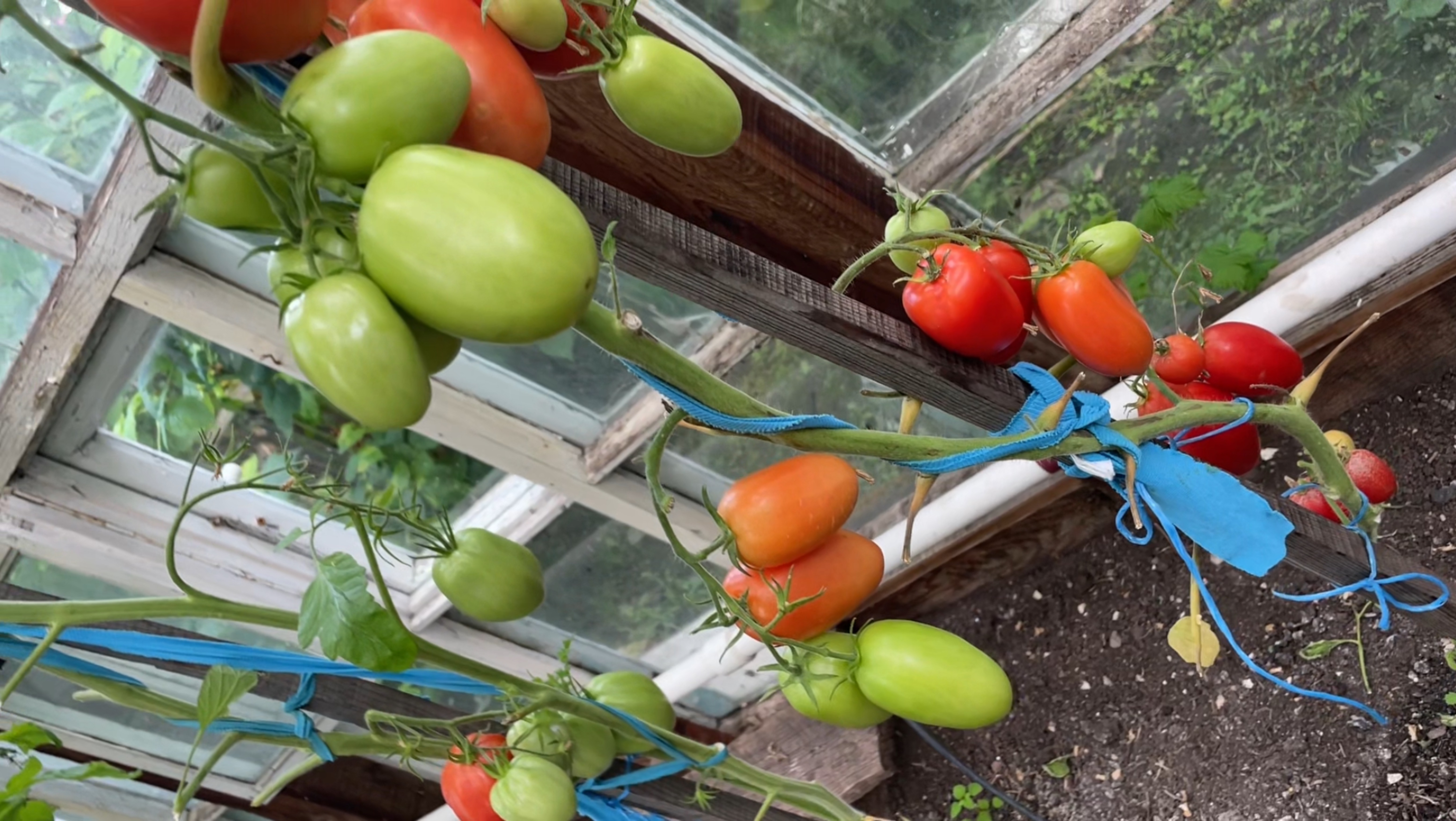 Обзор томатов в теплице, помаленьку стали раскачиваться 🙈 смотреть онлайн