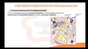 Видео-лекция  №1.4 Соединительные ткани. Волокнистая
