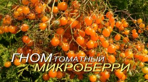 Томатный гном МИКРОБЕРРИ (Dwarf Microberry). Обзор сортов ТОМАТОВ!