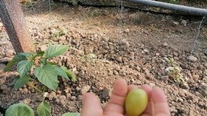 Гибридная форма Калугина В.М Днепровская Ривьера