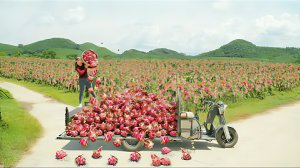 Собираем драконий фрукт в большом саду и продаем его на сельском рынке. Жизнь во Вьетнаме