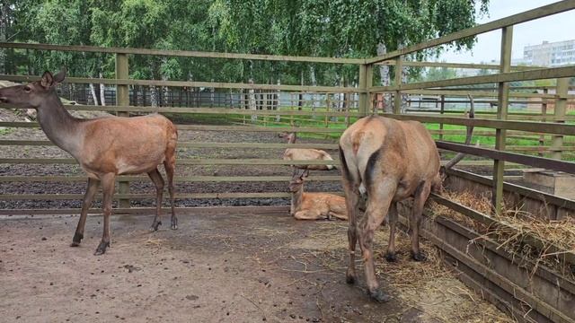 У мараленка начали исчезать пятнышки на шерстке смотреть онлайн