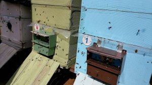 Пчелы 17 августа