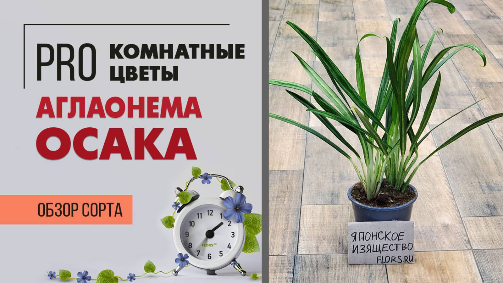Аглаонема Осака - необыкновенный сорт | Отличный вариант для озеленения. Обзор комнатного растения.