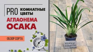 Аглаонема Осака - необыкновенный сорт | Отличный вариант для озеленения. Обзор комнатного растения.