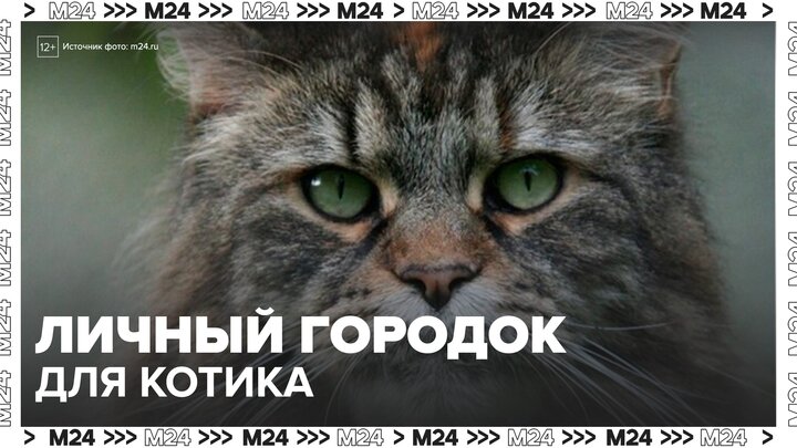Китайский инженер построил кошачий городок для своего мейн-куна - Москва 24 смотреть онлайн