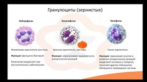 Видео-лекция №2.4 Лейкоциты