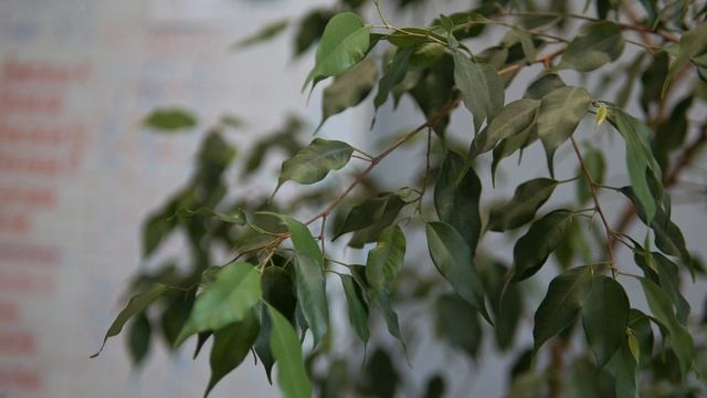 Видео о компании смотреть онлайн