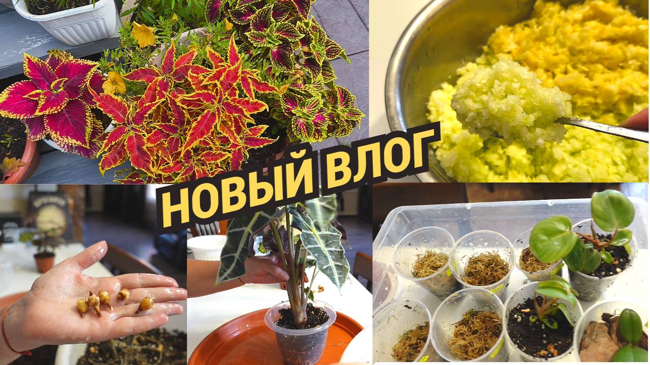 Садовые дела/Варенье из кабачков с лимоном/Сняла клубни у алоказии/Пересадка клонов из Таиланда смотреть онлайн