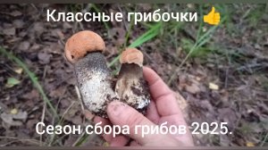 Сезон сбора грибов 2025 - классные грибочки 👍.