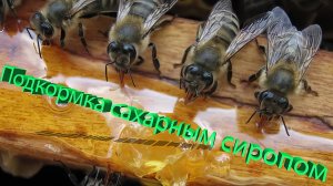 Осенняя подкормка пчел сахарным сиропом: секреты профессора Кашковского