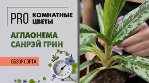Аглаонема Санрэй Грин. Комнатное растение для дома и офиса. Обзор сорта.