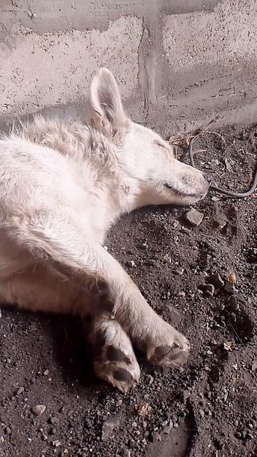 это видео про мою собаку белку.mp4