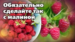 Работы с малиной после сбора урожая