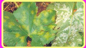 Виноград. Комплексная защита.